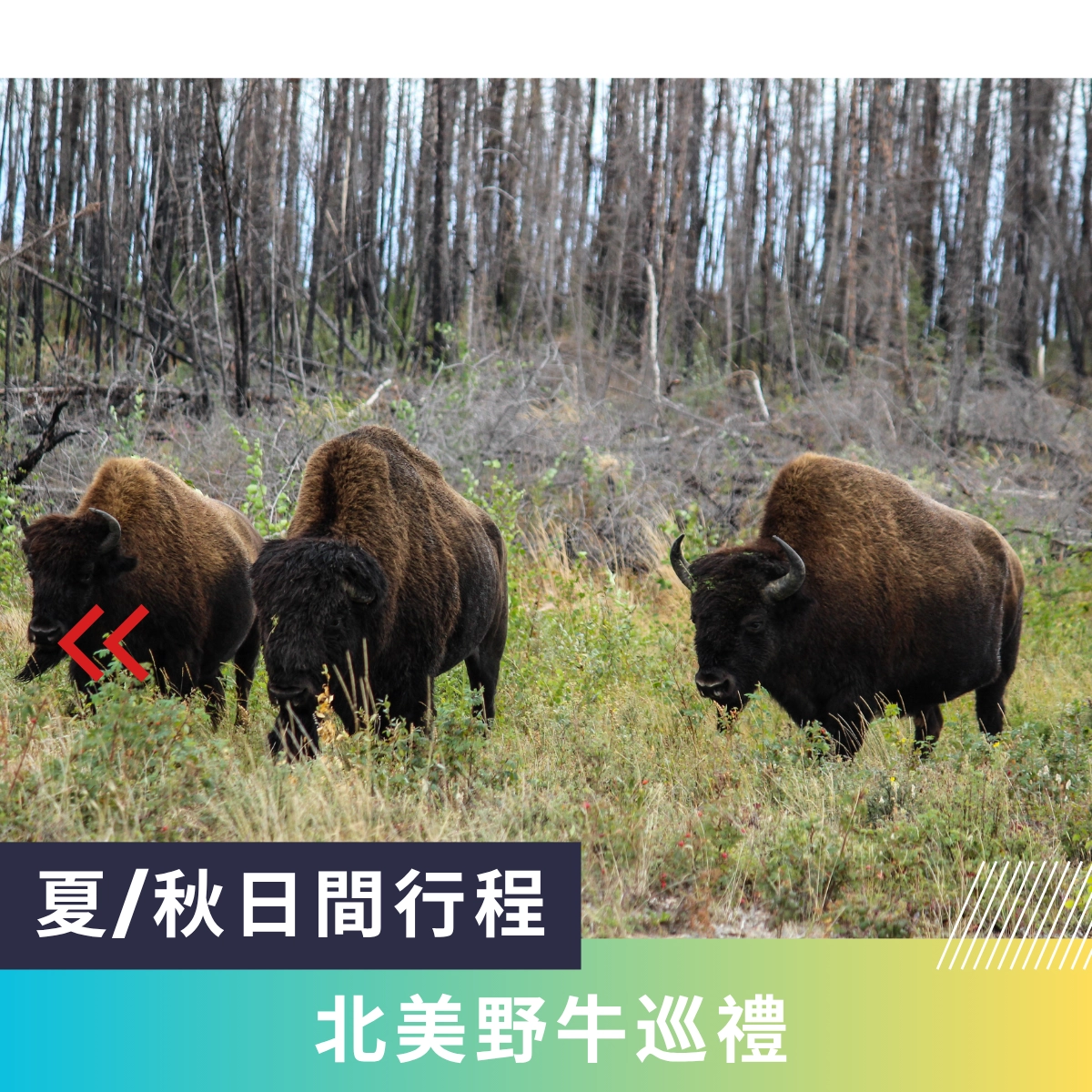 BUFFALO TOURS BISON TOURS